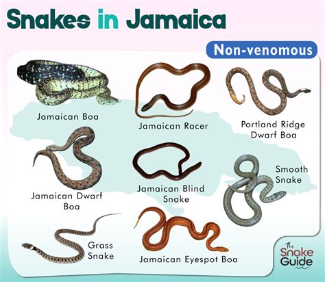 The 3 Types of Snakes Found on Jamaica! – Nature Blog Network