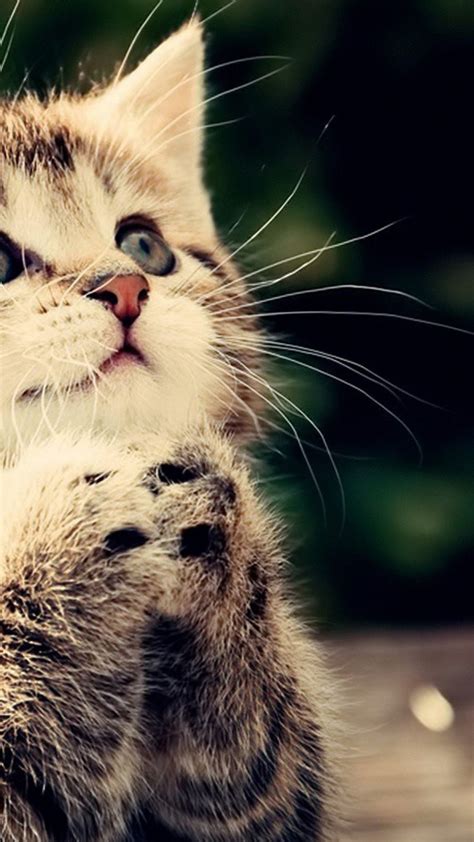 Cute Cats Wallpaper (63+ images)