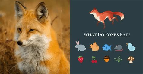 What a Fox Eats | The Complete Guide - All Things Foxes