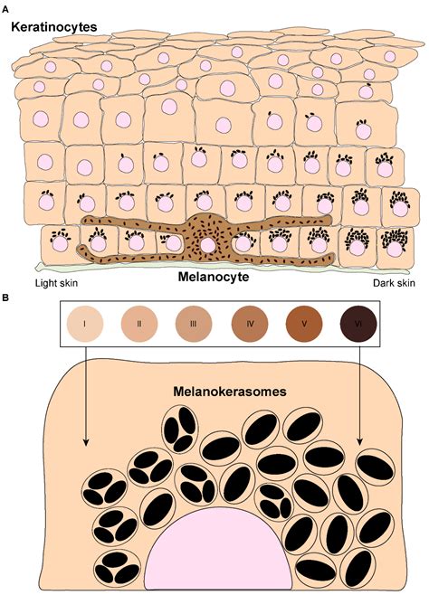 Skin Anatomy Melanocytes