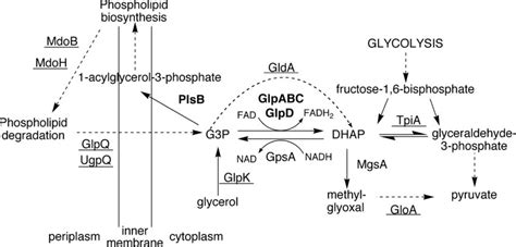 Role of glycerol-3-phosphate in E. coli metabolism. Enzyme names in... | Download Scientific Diagram