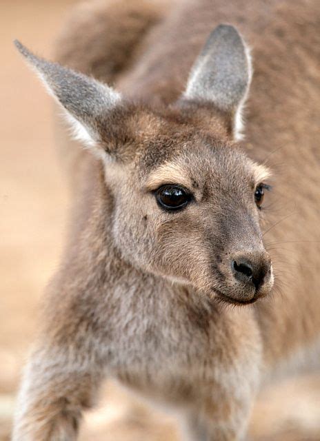 9 Baby kangaroo ideas | kangaroo, animal pictures, baby animals