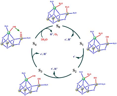 One possible mechanism for the water-splitting reaction by OEC ...