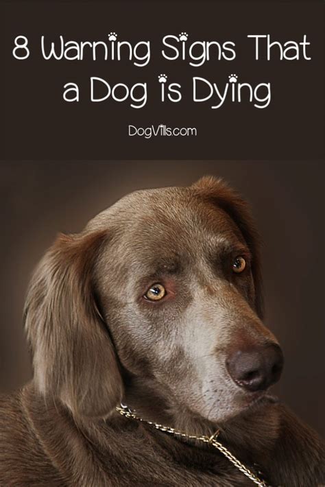 8 Warning Signs That a Dog is Dying - DogVills