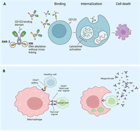 An overview of developments in immune-based therapies in the treatment of AML and MDS: Updates ...