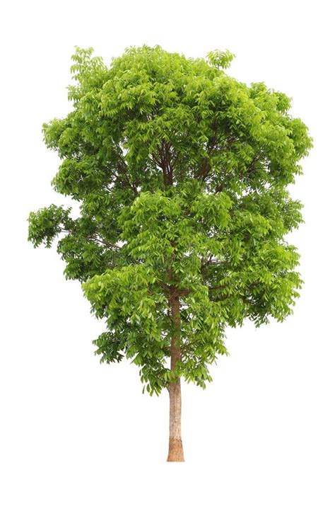 Isolated Mahogany Tree on White Background for Landscape Design Stock Photo - Image of nature ...