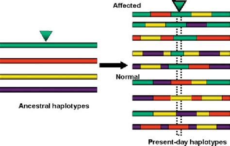 Figure 1 from Genetics and population analysis Haplotype-based linkage ...