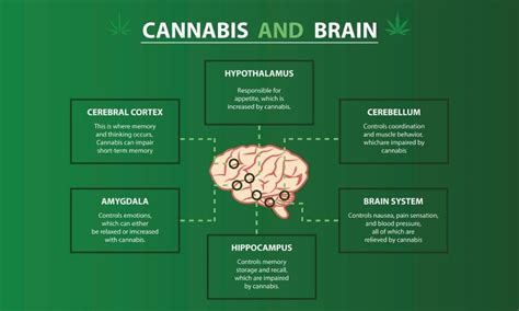 How Does THC Affect The Brain? - Buzz Delivery