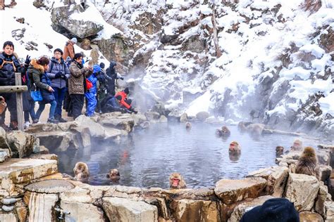 Monkey Onsen: Best Places To Seeing Snow Monkeys in Japan | GoWithGuide