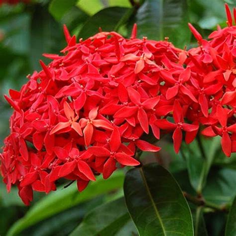 Ixora red Plant - Santhi Online Plants Nursery