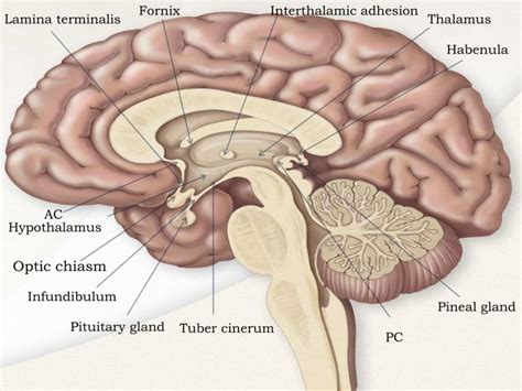 PPT - DIENCEPHALON PowerPoint Presentation - ID:1921378