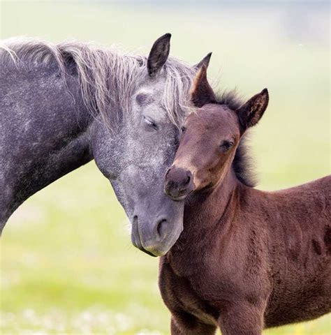 Managing a newborn foal for optimum health