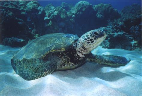 Hawaiian Green Sea Turtle 2, photo file, #1482512 - FreeImages.com