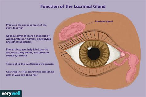 Lacrimal Gland: Anatomy, Function, and Tests