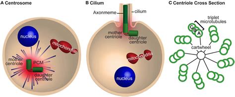 The centrosome is required for mitosis and cilia nucleation. (A) A cell... | Download Scientific ...