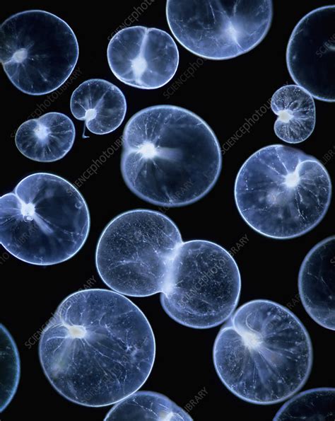 Noctiluca scintillans - Stock Image - C012/6430 - Science Photo Library