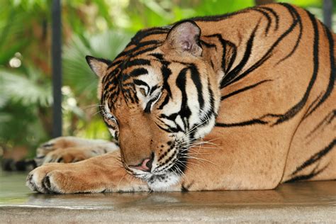 Free Images : animal, wildlife, zoo, whisker, fauna, striped, whiskers, tiger, big cats, cat ...
