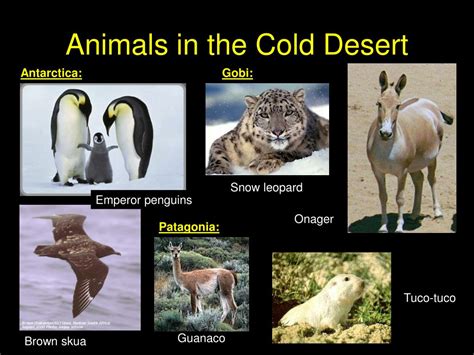 Cold Desert Animals