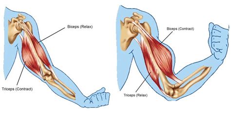 Biceps and Triceps - Sawan Books