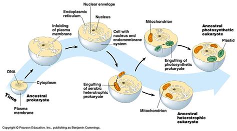 Endosymbiosis: Evidence & Evolution | SchoolWorkHelper