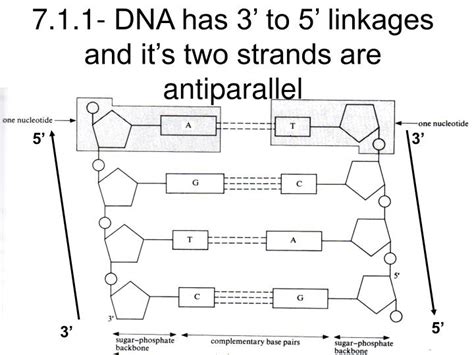 PPT - 3.3 and 7.1 The structure of DNA PowerPoint Presentation - ID:1824460