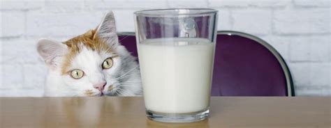 Can cats drink powdered milk? - PetSchoolClassroom