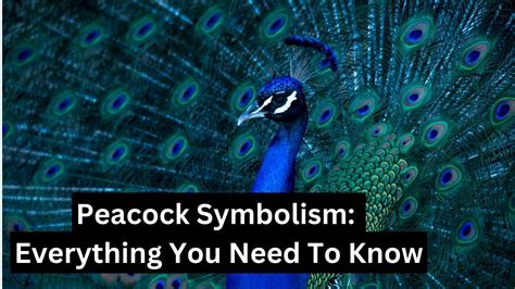 Peacock Symbolism: Everything You Need To Know - Birds Advice