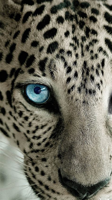 Snow Leopard Blue Eye - Best htc one HD phone wallpaper | Pxfuel