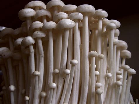 7 Types of Japanese Mushrooms & Their Health Benefits - Japan Inside