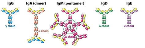 Clinical significance of five immunoglobulin tests – Creative Diagnostics Blog