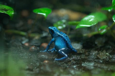 Blue Poison Dart Frog Habitat