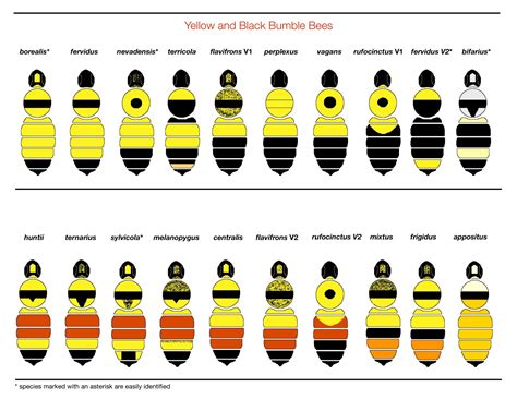 Free Printable Bee Identification Charts [PDF]