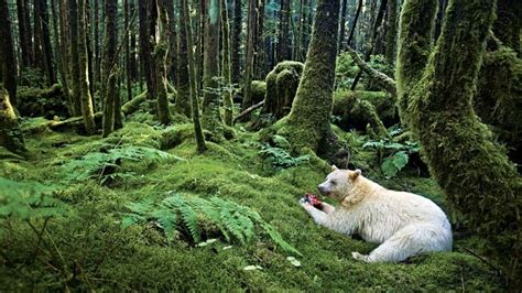 Great Bear Rainforest project earns environmental group $100K US award ...