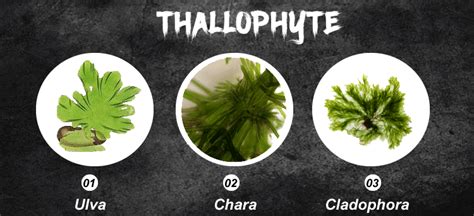 Examples Of Bryophytes