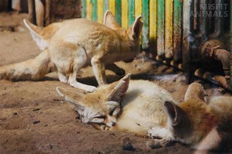 Fennec Fox Pet: Do They Make Good Pets? (Care & Needs)