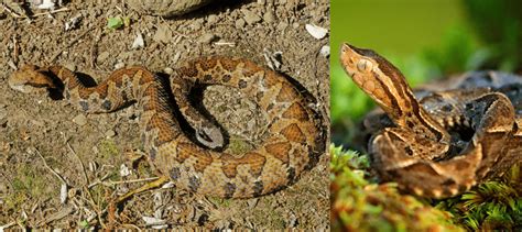 4 Venomous Snakes Found in Guyana (2024) - Bird Watching HQ