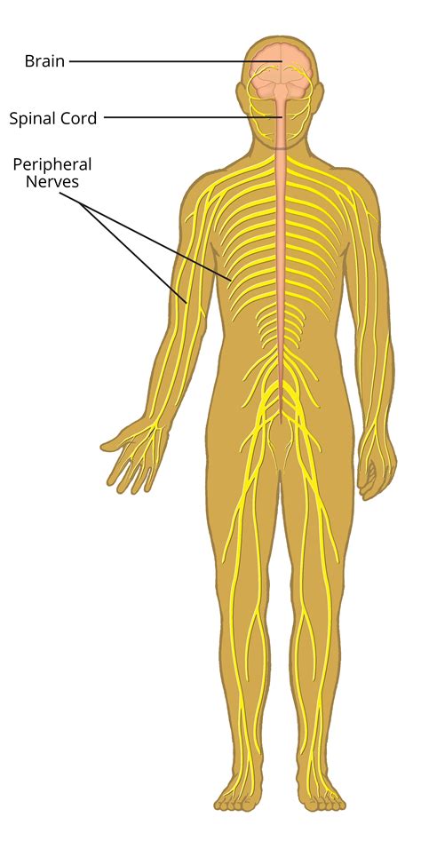 Nervous System Diagram Labeled : File:Nervous system diagram arrows.svg ...