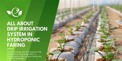 Complete guide about Hydroponic Nutrient Solution Ratios