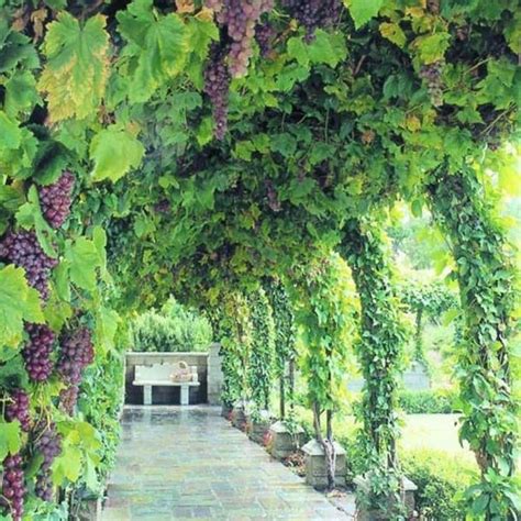 Growing Grapes At Home | Backyard landscaping, Beautiful gardens, Dream garden