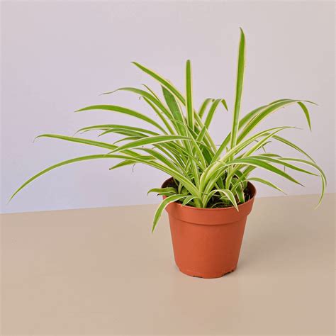 Spider Plant Reverse - 4" Pot - Walmart.com - Walmart.com