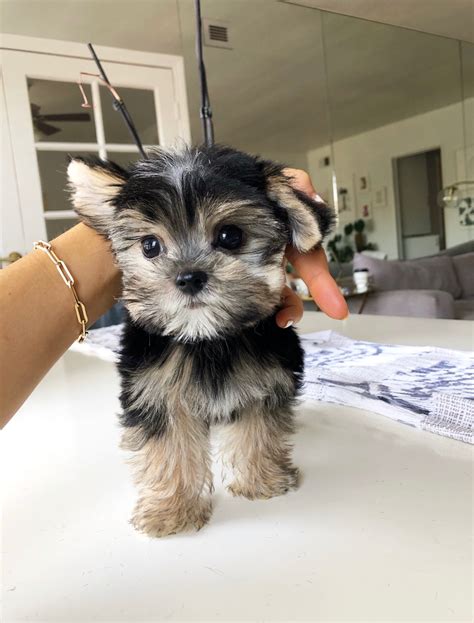 Teacup Yorkie/Maltese Morkie Puppy for sale! | iHeartTeacups