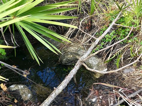 Big Cypress Swamp – Florida Hikes