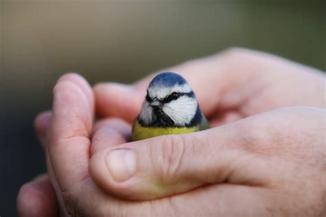 "A bird in the hand ..." by Ben Luck | Redbubble