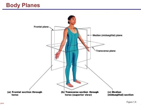 The Language of Anatomy: anatomical position and directional terms ...