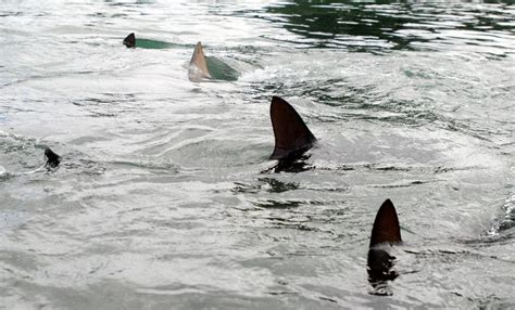 Here’s how to defend yourself against shark attacks, according to a ...