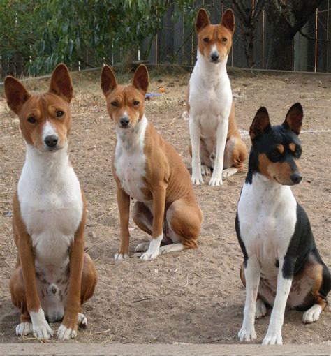 Basenji. Basenji