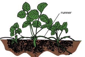 Reproduction in Plants CBSE Class 7 Science Notes - Chapter 12