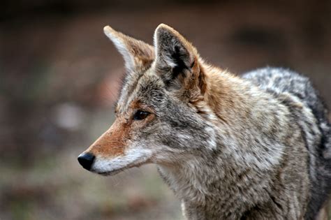 Coyotes Removal & Trapping in Virginia - Wildlife Removal Experts