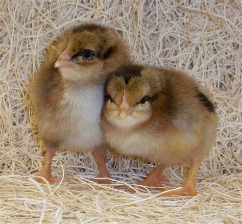 Brown Leghorn Day-Old Baby Chicks | Chickens For Backyards