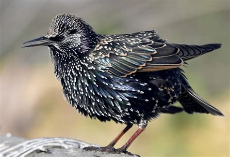 Common Starling by Carl Bovis - BirdGuides